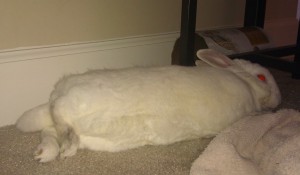 My rabbit editor, a white rex, relaxes so much his toes curl up.